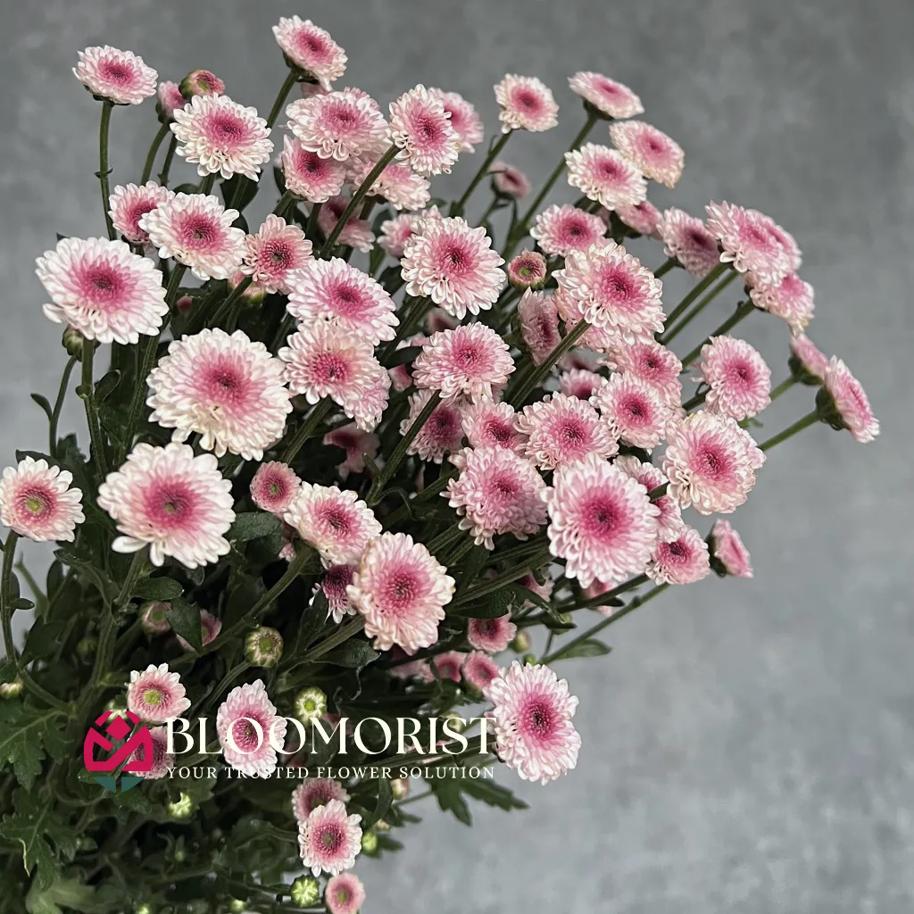 Calimero Pink