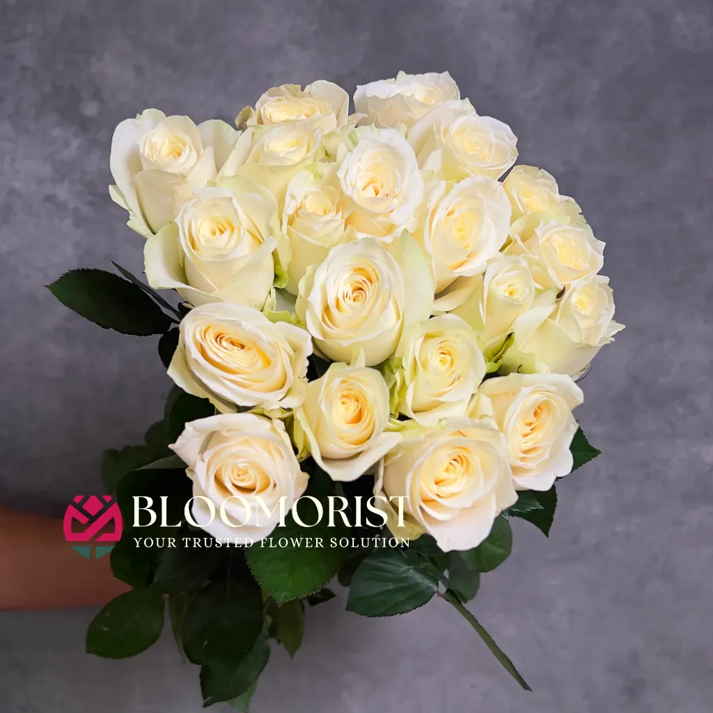 Mawar White Avalanche