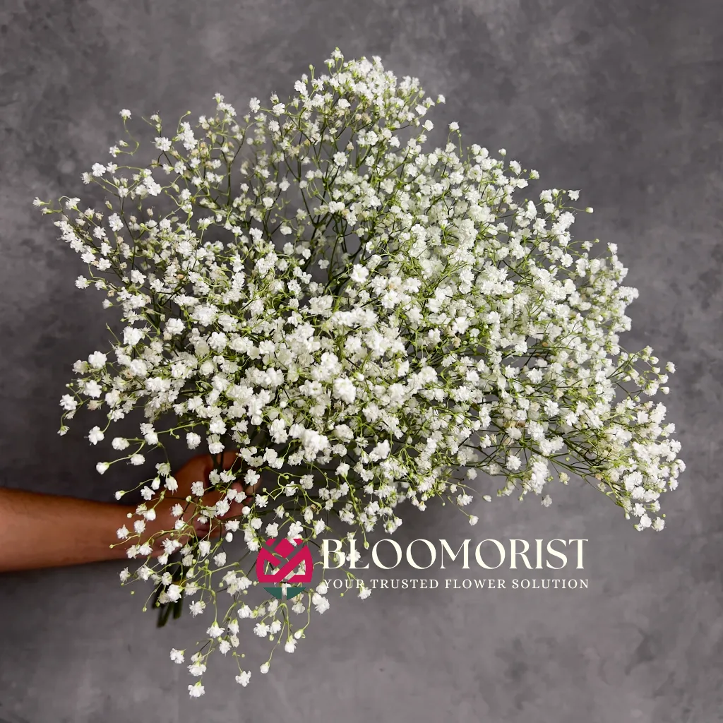 Baby Breath
