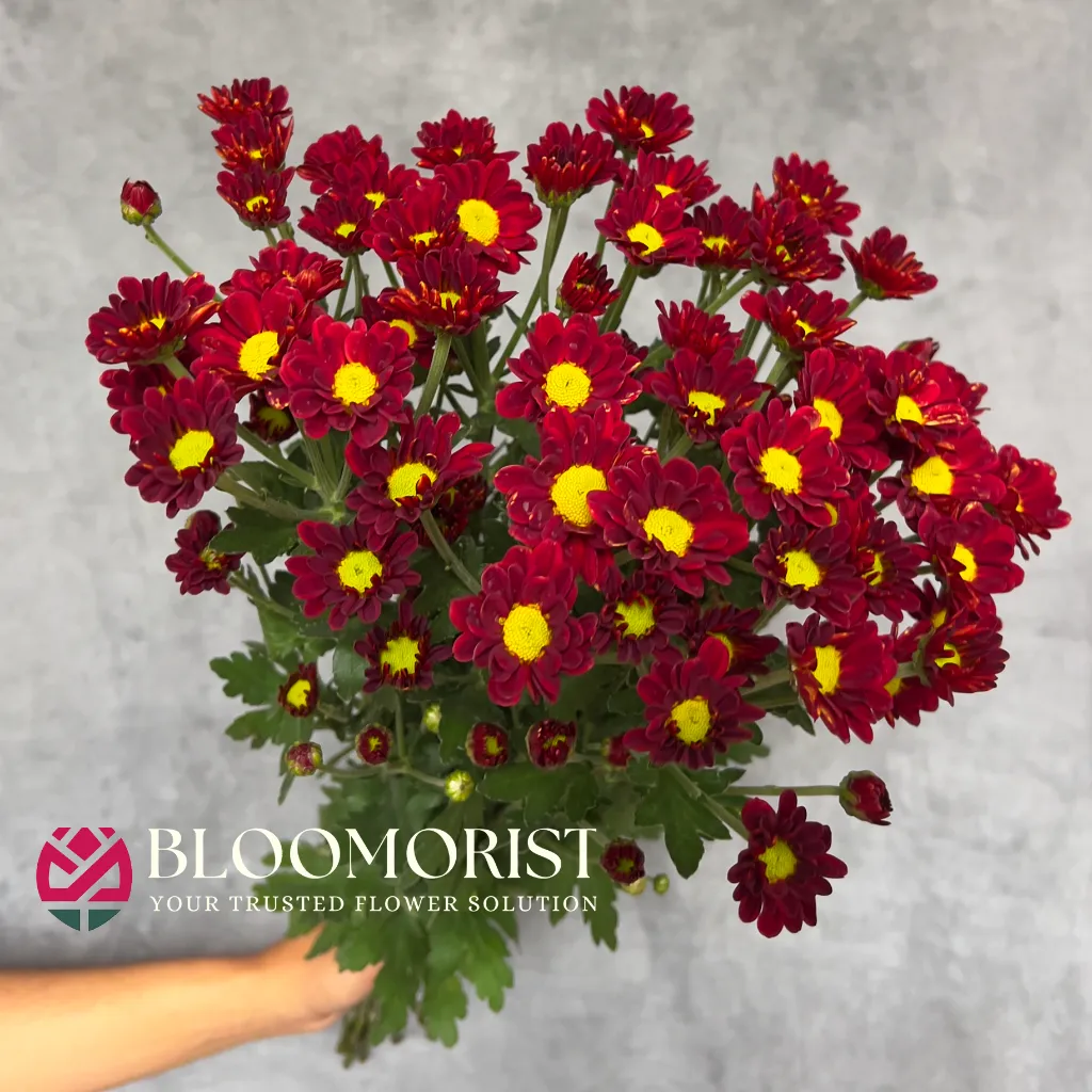 Aster Regen Merah