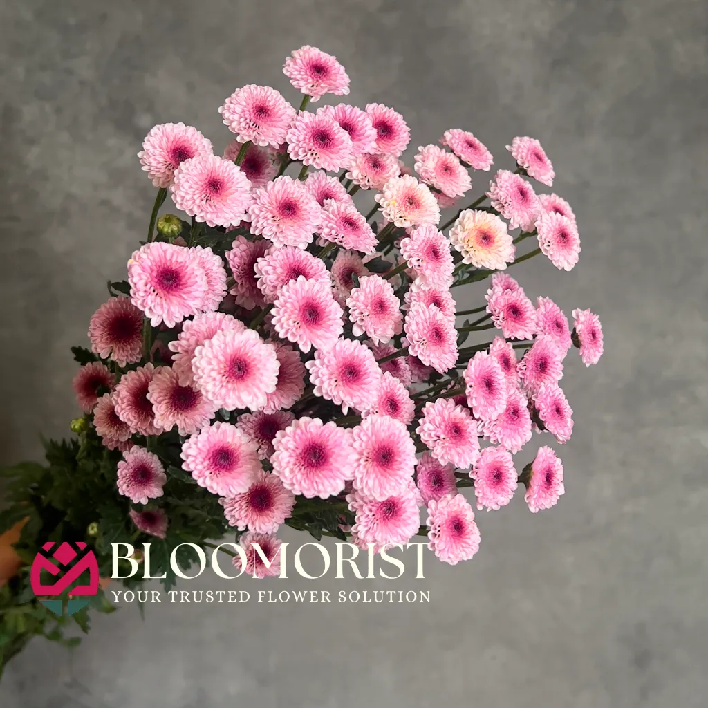 Calimero Pink